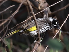 New Holland Honeyeater at Wungong Gorge