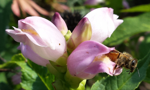 three light-pink blossoms, with a honeybee emerging from the lower right flower horizontally and tilted, looks like it's pulling itself out with its front two legs