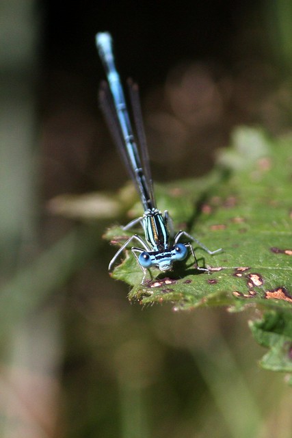 Blue dragonfly II