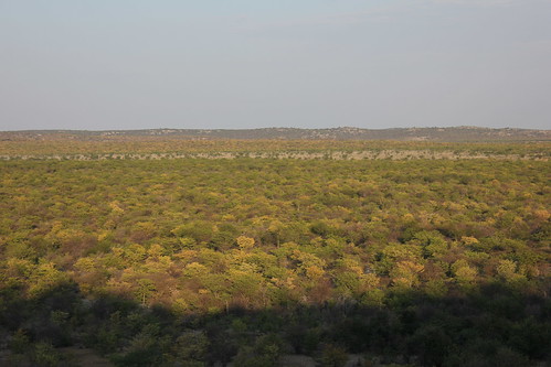 africa namibia ongava safari travel nature view landscape scenery morning light
