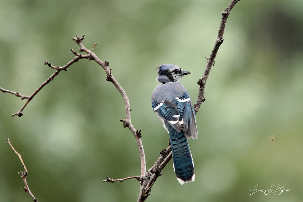 IMG_9520_Molting Blue Jay