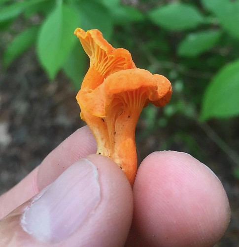 Mushroom - Chanterelle Cantharellus cinnabarinus, Cantharellus texensis