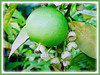 Citrus maxima (Pomelo, Pomello, Pummelo, Limau Bali/Besar in Malay)