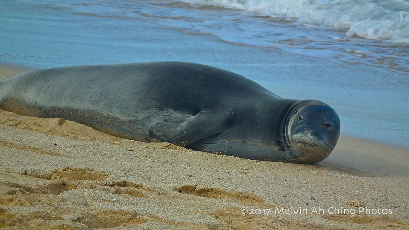 Kaiwi, Hawaiian Monk Seal