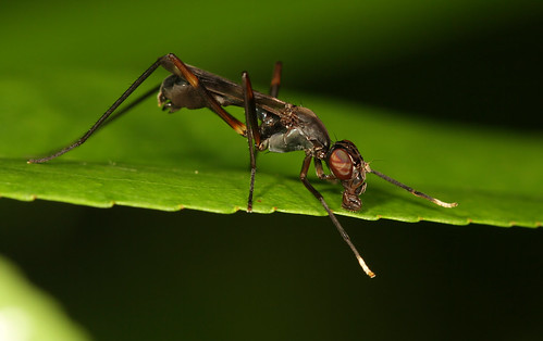 insect diptera fly micropezidae taeniaptera taeniapteratrivittata northcarolina piedmont sigma150mmexdgf28macro fridayflyday