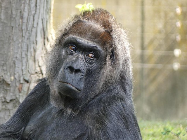 Gorilla Fatou, Zoo Berlin