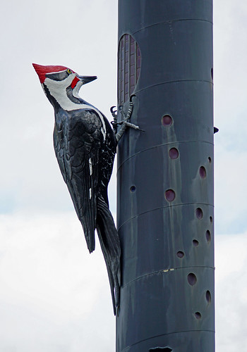 DSC08937 - Pileated Woodpecker