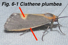 Fig. 6-1 Cisthene plumbea_3200
