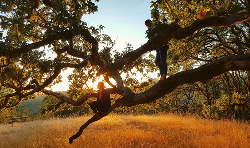 oak oaksavannah corvallis oregon treeclimbing sunset summer lagomorph