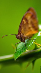 Papillon - Photo of Villers-Hélon