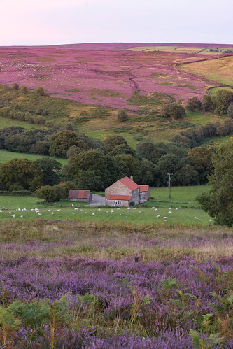 heather landscape rural northyorkshire northyorkmoors england