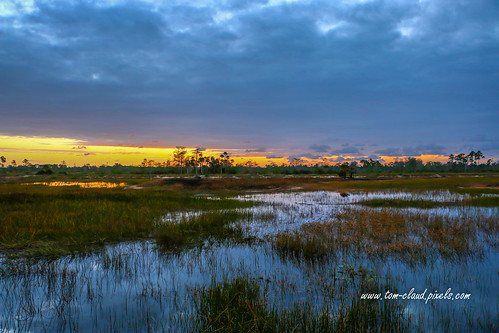 sun sunrise marsh water storm stormy clouds cloudy weather nature mothernature landscape pineglades naturalarea pinegladesnaturalarea jupiter florida usa sky grass trees