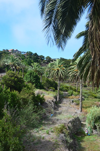 Terrassierte Palmenhänge auf Gomera