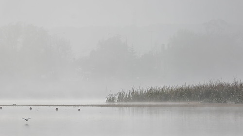 ballarat fog morningfog tern whiskeredtern reeds victoria lakewendouree australia