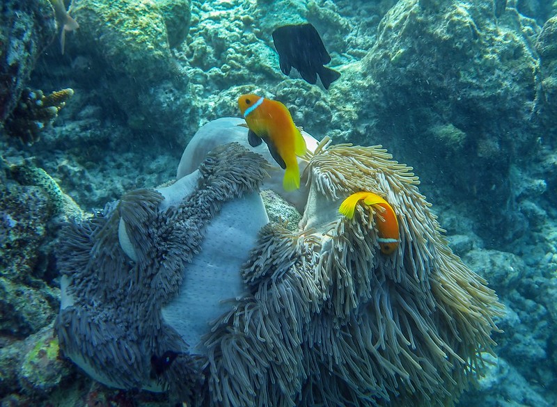 Petits poissons des Maldives. 36630737340_cb2826f35c_c