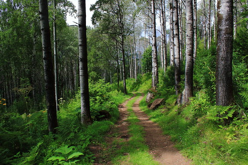 trail forest siberia russia cityofsun last testament church vissarion birch