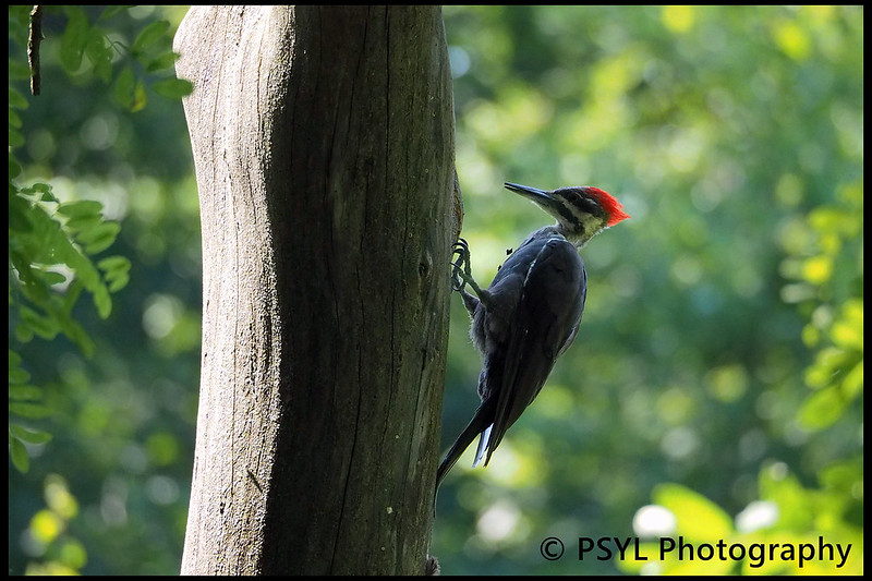 Pileated Woodpecker (Hylatomus pileatus)