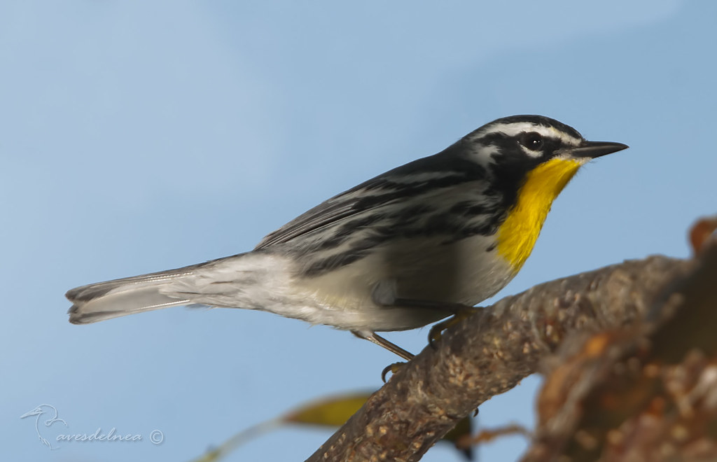 Cigüita de garganta amarilla ( Yellow-throated Warbler) Setophaga dominica (Linnaeus, 1766)