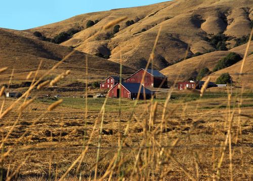 california us farmlife stevenpmoreno outdoor nature stevenmorenospix2017 hills touristpictures agriculture nikond7100 marincounty hay field