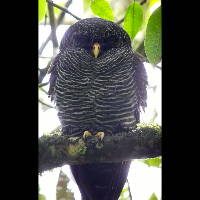 Black-banded Owl (Ciccaba huhula)