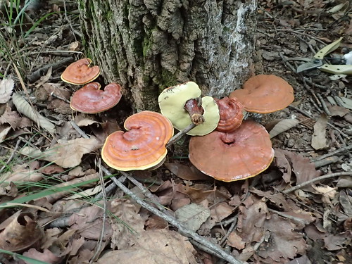 Ganoderma lucidum 불로초(영지버섯)