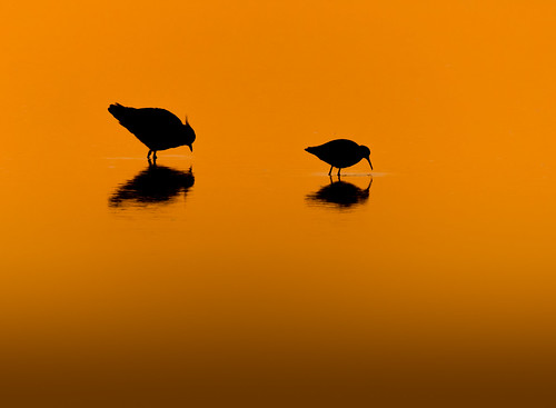 sunrise dawn golden titchwell titchwellnaturereserve rspb rspbtitchwell silhouette dunlin lapwing outline pond norfolk northnorfolk waders freshwater