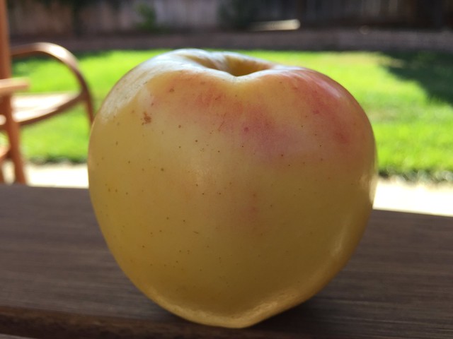 The last Gingergold apple