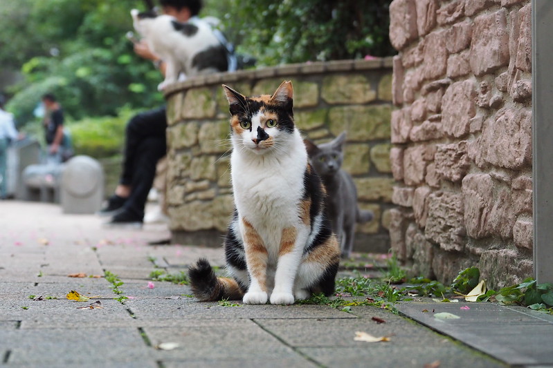 池袋駅前公園の猫。小春好きな三毛