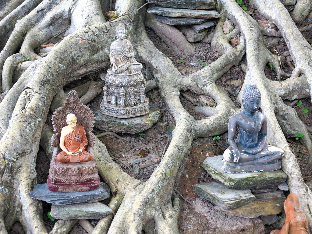 Buda enredado en Sukhothai