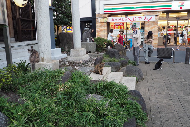 池袋駅前公園の猫。水天宮前の猫だまり。4匹いるよ！