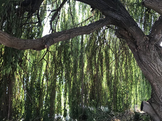IMG_0154 Willow tree shade