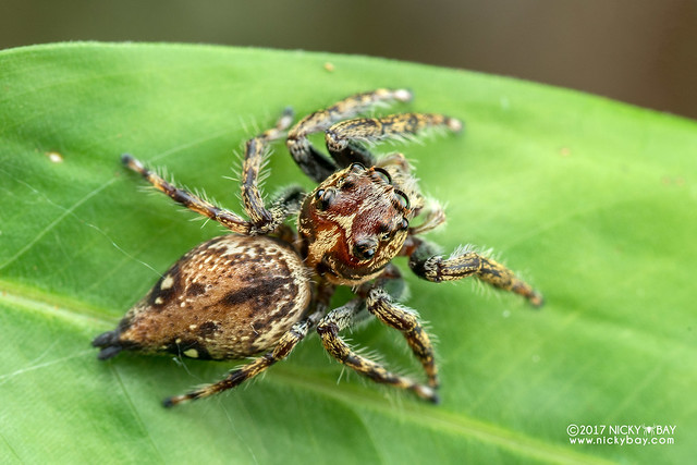 Jumping spider (Salticidae) - DSC_8858