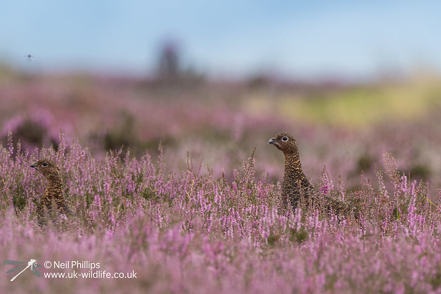 Red grouse-13