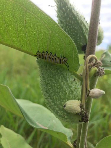 minnesota mn summer august 2017 milkweed commonmilkweed nature wildlife animal animals monarch monarchs caterpillar caterpillars monarchcaterpillar monarchcaterpillars