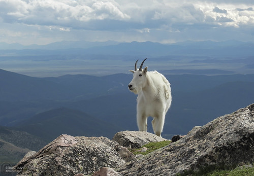 Snow goat on Mount Evans