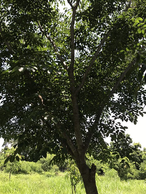 Tree movement, Binangonan, Rizal