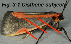 Fig 3-1 Cisthene subjecta FL1206008-Goss-BG