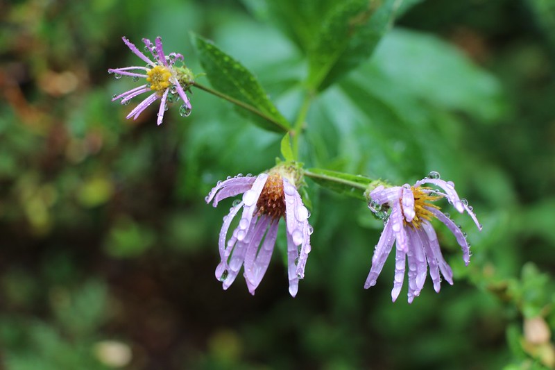 Soggy wet Aster Flowers on the Miners Ridge Trail