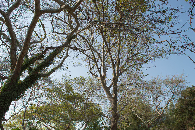 Πρόωρο φθινόπωρο στο Φασούλι, τα αιωνόβια δέντρα διψάνε !
