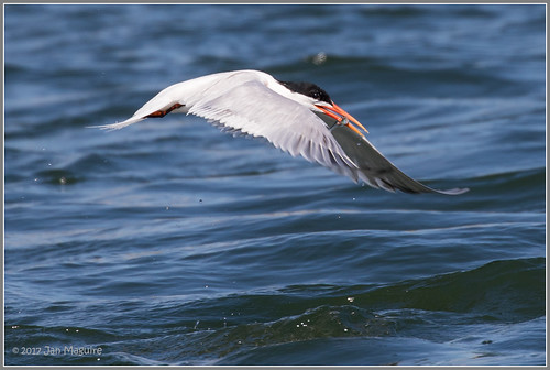 bif bolsachica bolsachicaecologicalreserve bird tern wetlands huntingtonbeach california unitedstates us