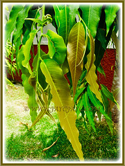 Young coppery brown leaves of Polyalthia longifolia (False Ashoka, Buddha Tree, Mast Tree, Indian/Weeping Mast Tree), 1 Aug 2017