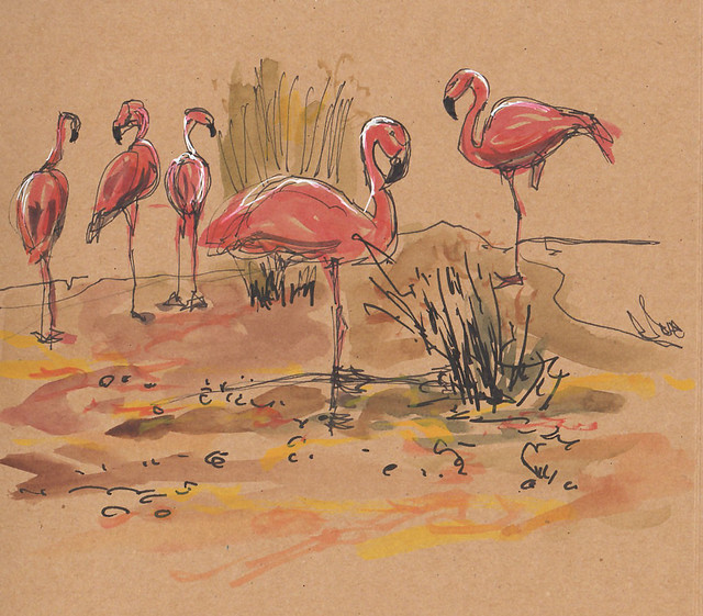 flamingos SF Zoo