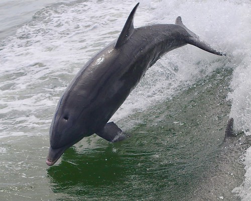 outdoor seaside shore sea sky water nature dolphin jumping skyway porpoise gulf mexico 7dm2 canon