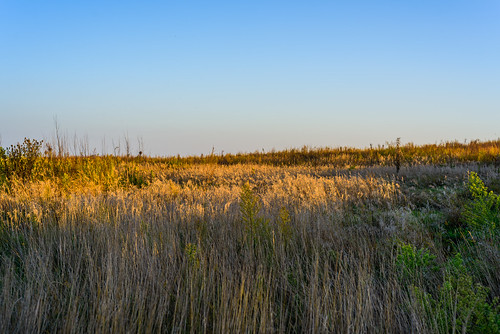grass kankakee plant landscape indiana kankakeesands nature flower sky outdoors indiananature field prairie summer dusk