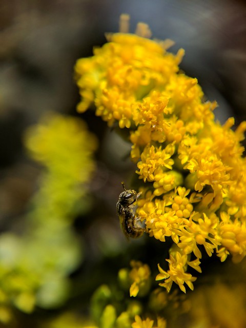 Tiny bee on dwarf goldenrod