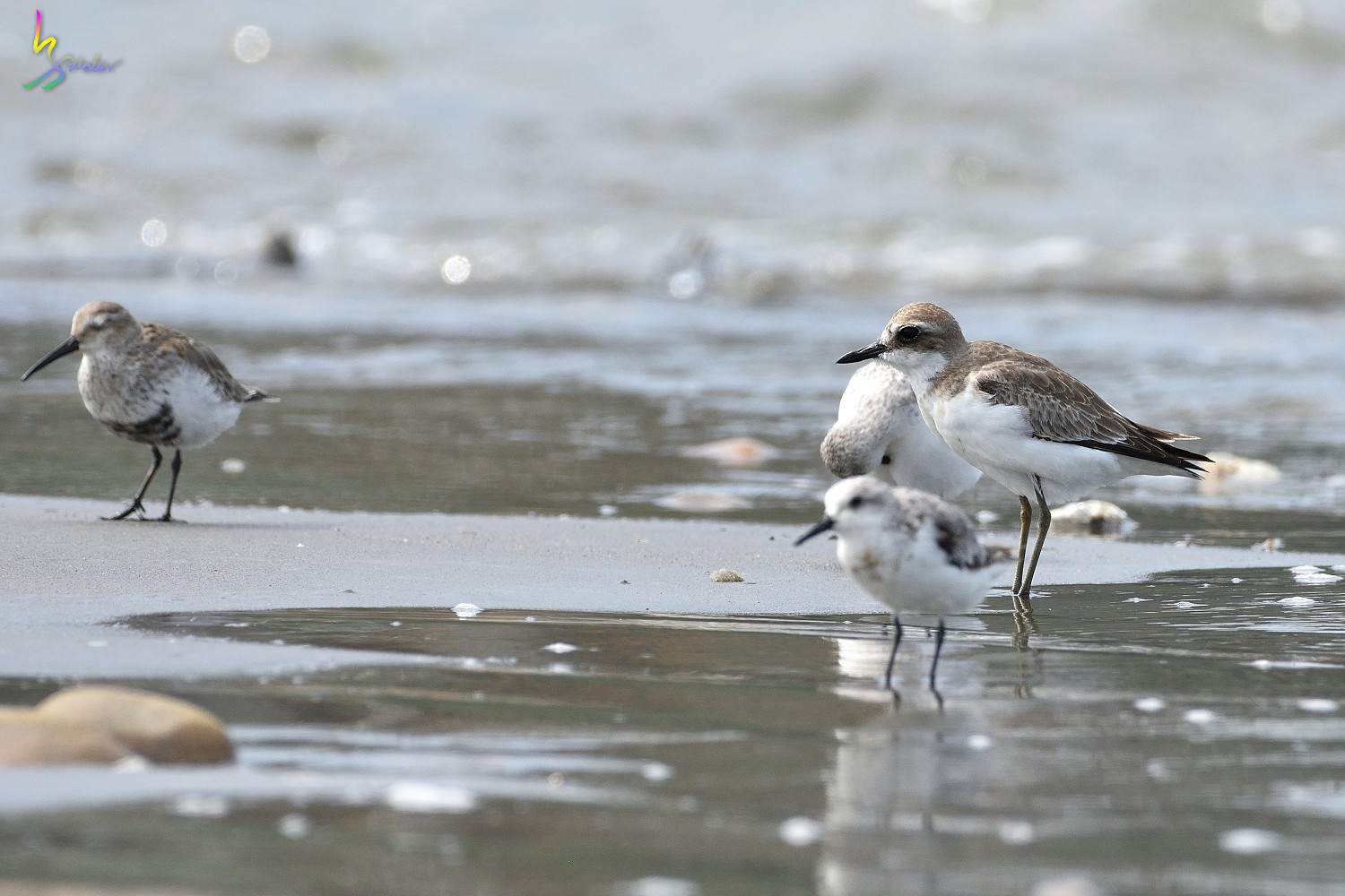 Greater_Sand_Plover_6539