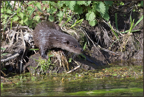 Young Otter (image 3 of 3)