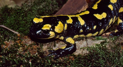 Fire Salamander (Salamandra salamandra) - Photo of Le Pradal