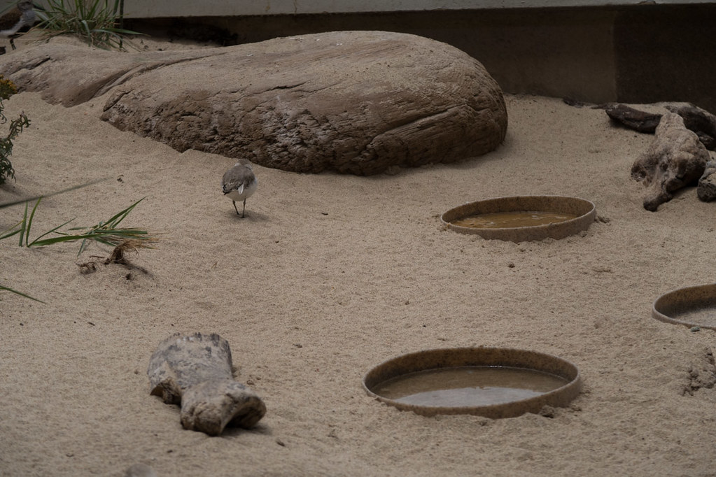 Sandy Shore & Aviary Exhibit at Monterey Bay Aquarium