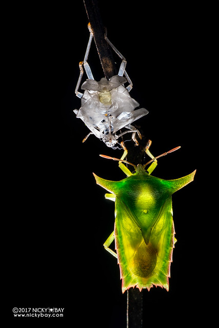 Giant shield bug (Pygoplatys sp.) - DSC_8002